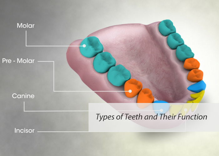 Types of Teeth and Their Function • Gee Family Dental